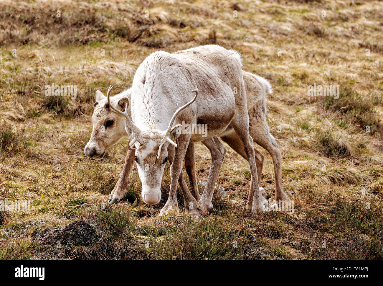 Rentier in die schottischen Highlands Stockfoto