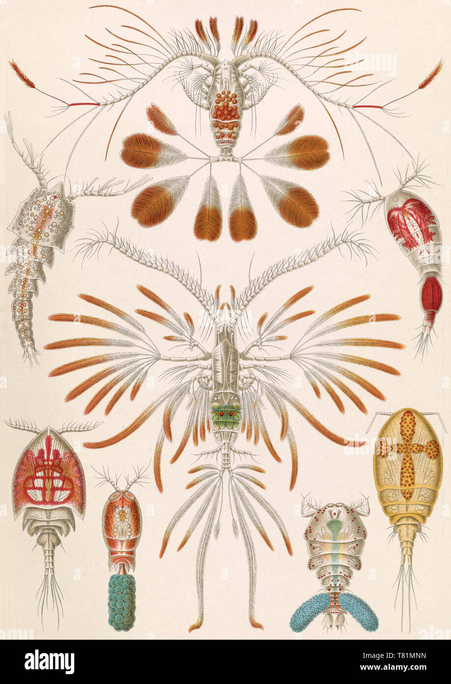 Ernst Haeckel, Copepoda, Krebstiere Stockfoto
