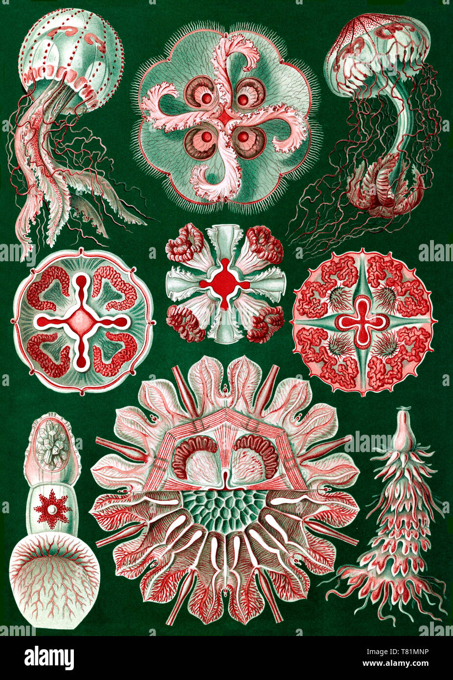 Ernst Haeckel, Discomedusae, Quallen Stockfoto