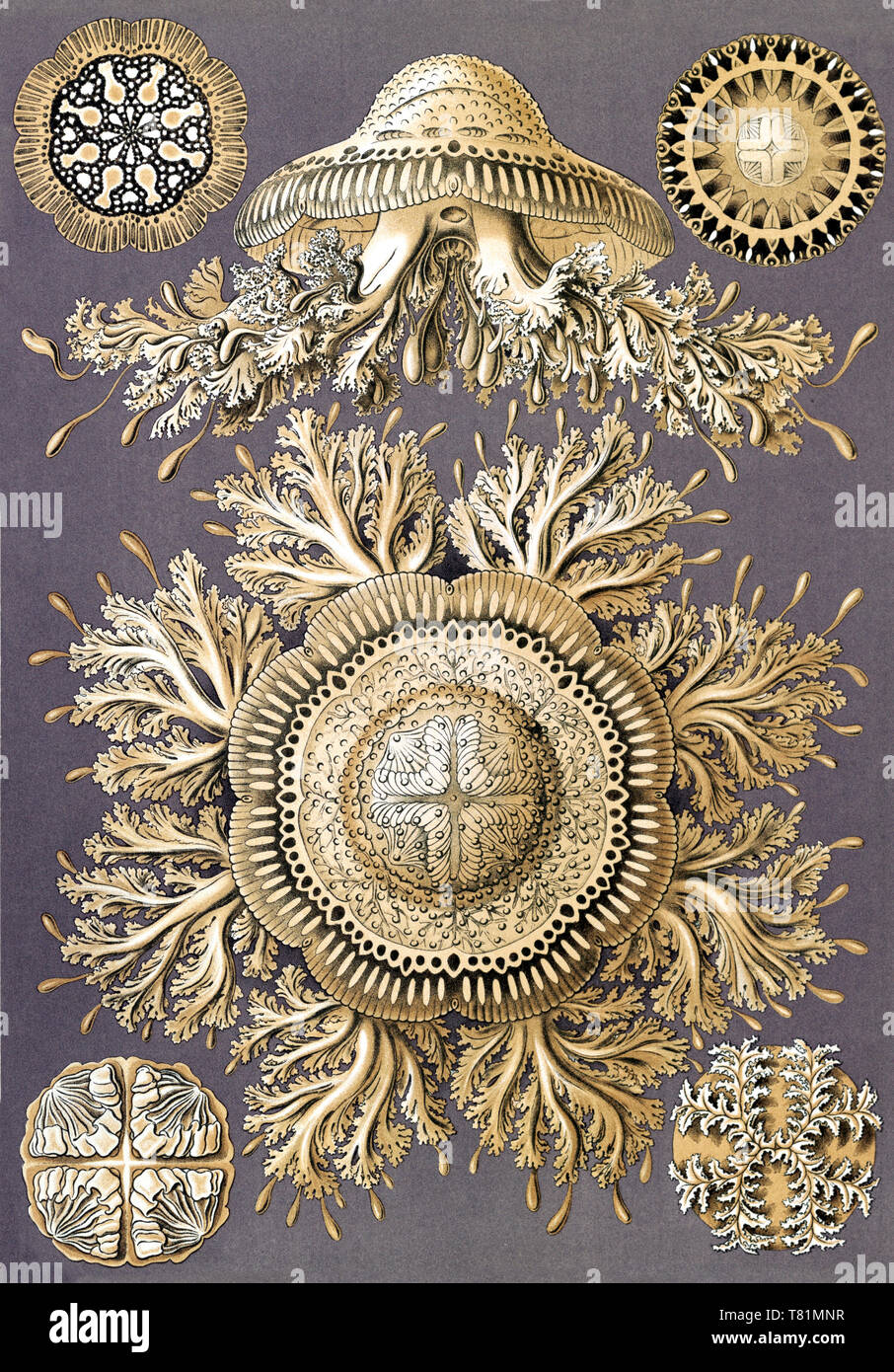 Ernst Haeckel, Discomedusae, Quallen Stockfoto