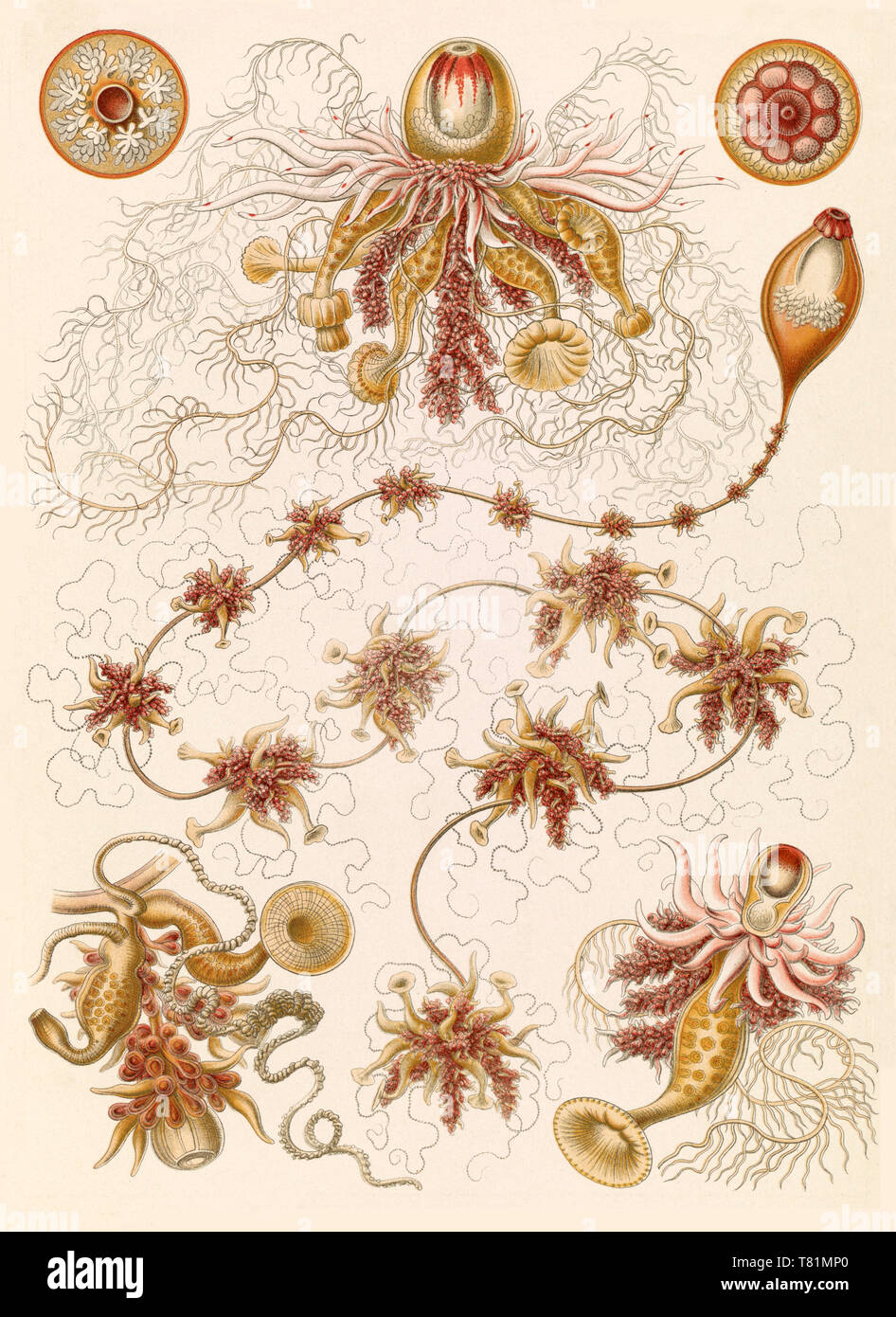 Ernst Haeckel, Siphonophorae, Hydrozoa Stockfoto