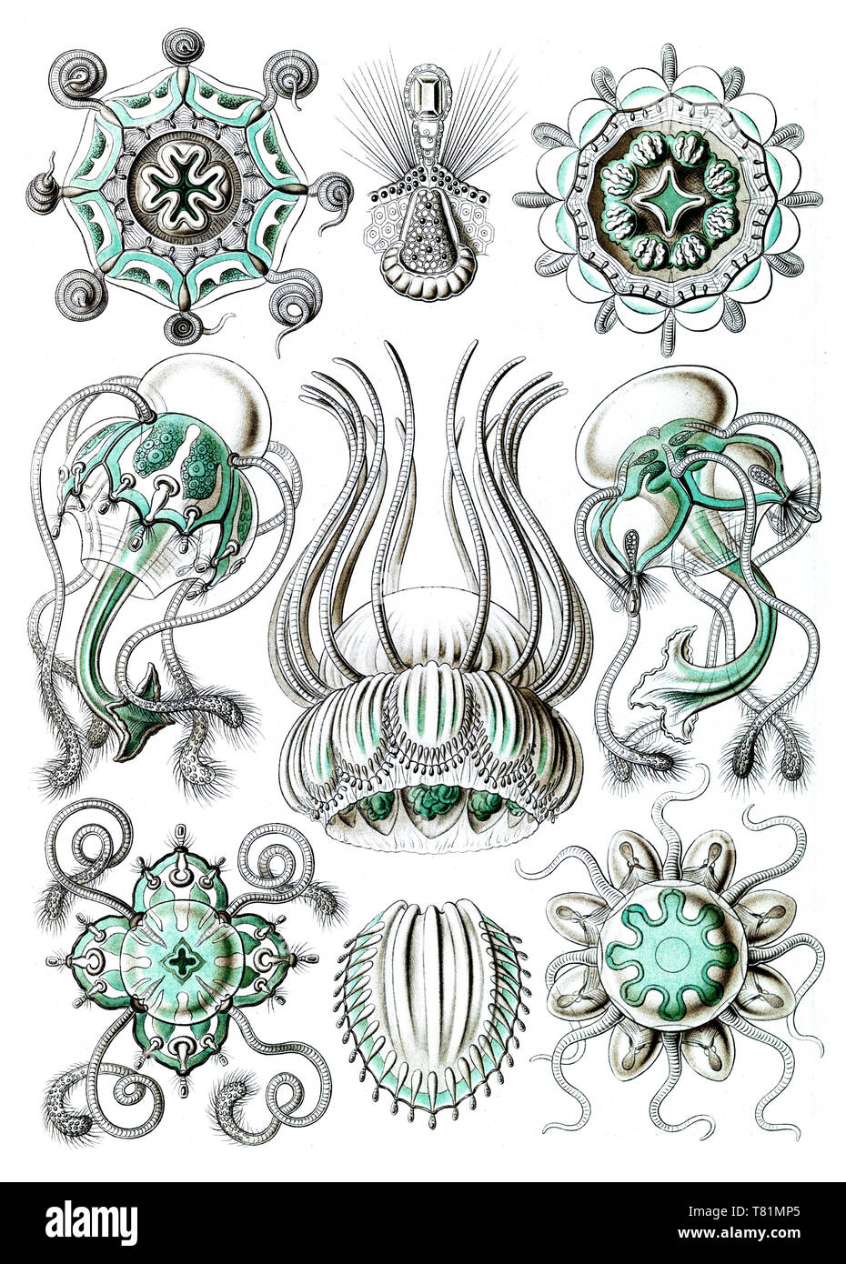 Ernst Haeckel, Narcomedusae, Süßwasser Qualle Stockfoto