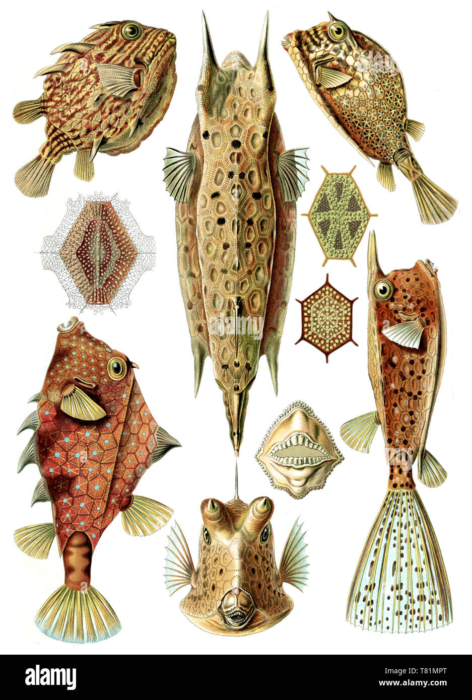 Ernst Haeckel, Ostraciidae, Kofferfische Stockfoto