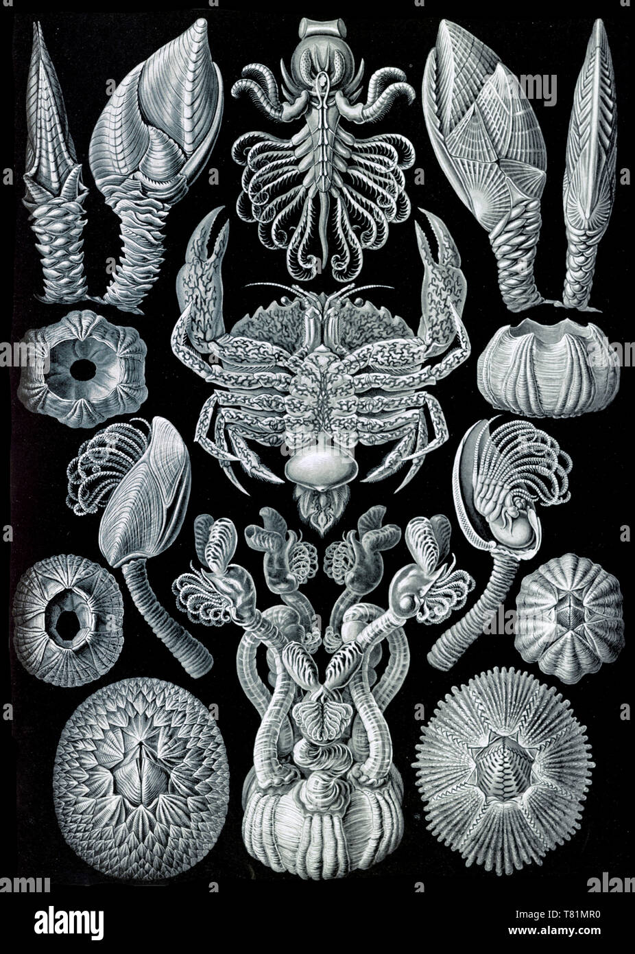 Ernst Haeckel, Cirripedia, Seepocken Stockfoto