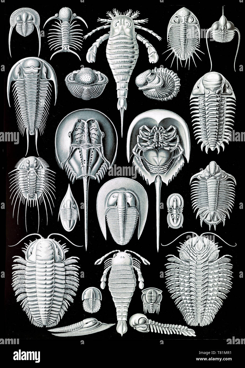Ernst Haeckel, Limulidae, Pfeilschwanzkrebse Stockfoto