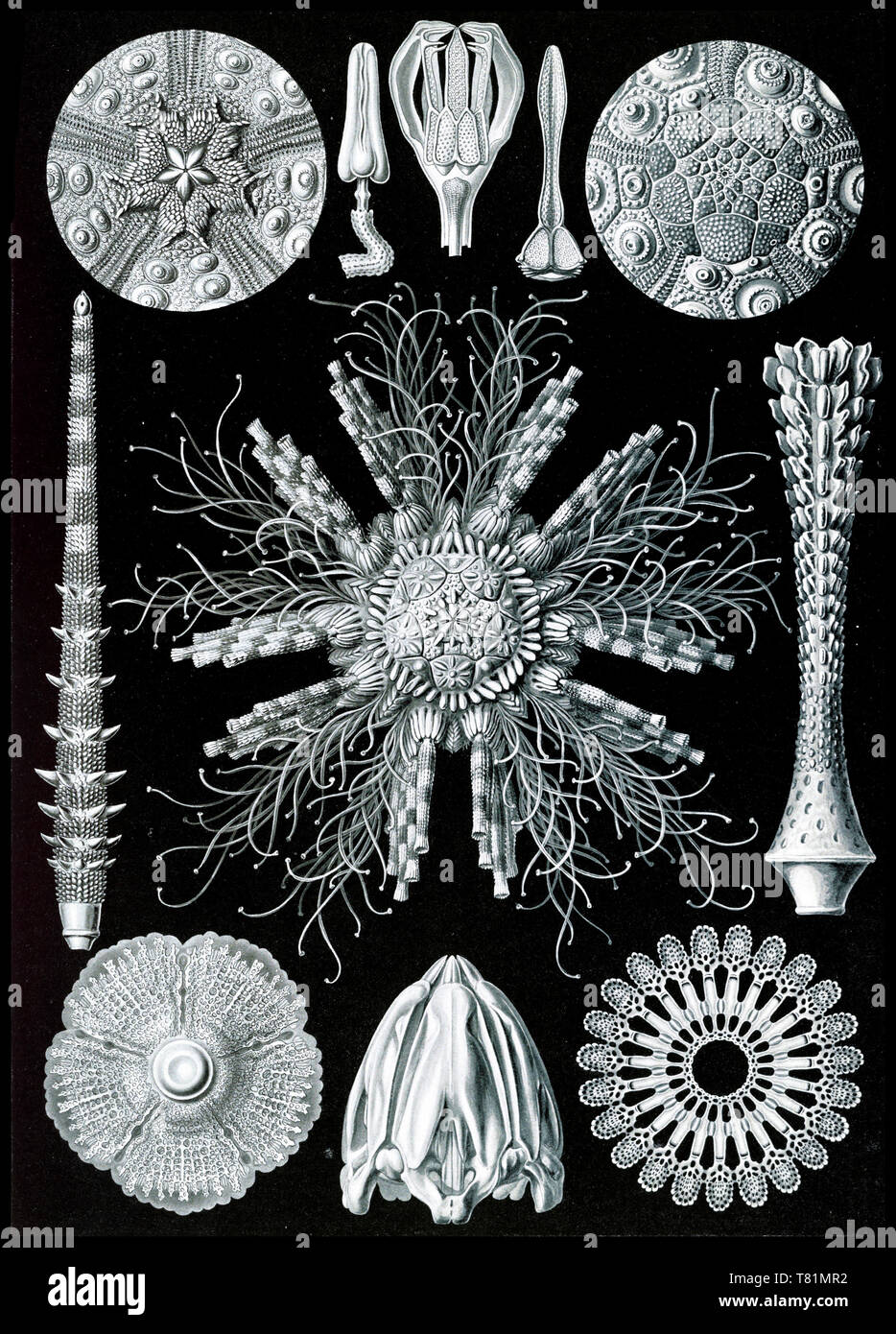Ernst Haeckel, Echinoidea, Seeigel und Sand Dollar Stockfoto