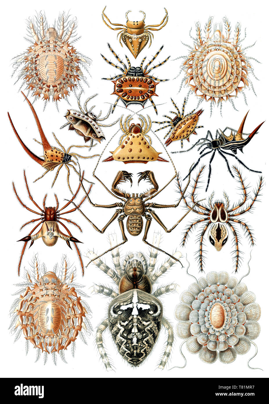 Ernst Haeckel, Spinne, Spinnen Stockfoto