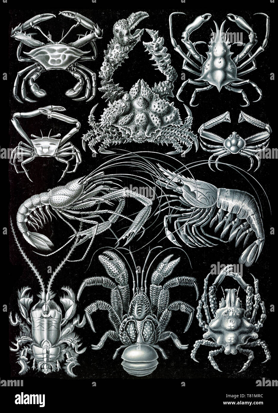Ernst Haeckel, Decapoda, Krabben Stockfoto