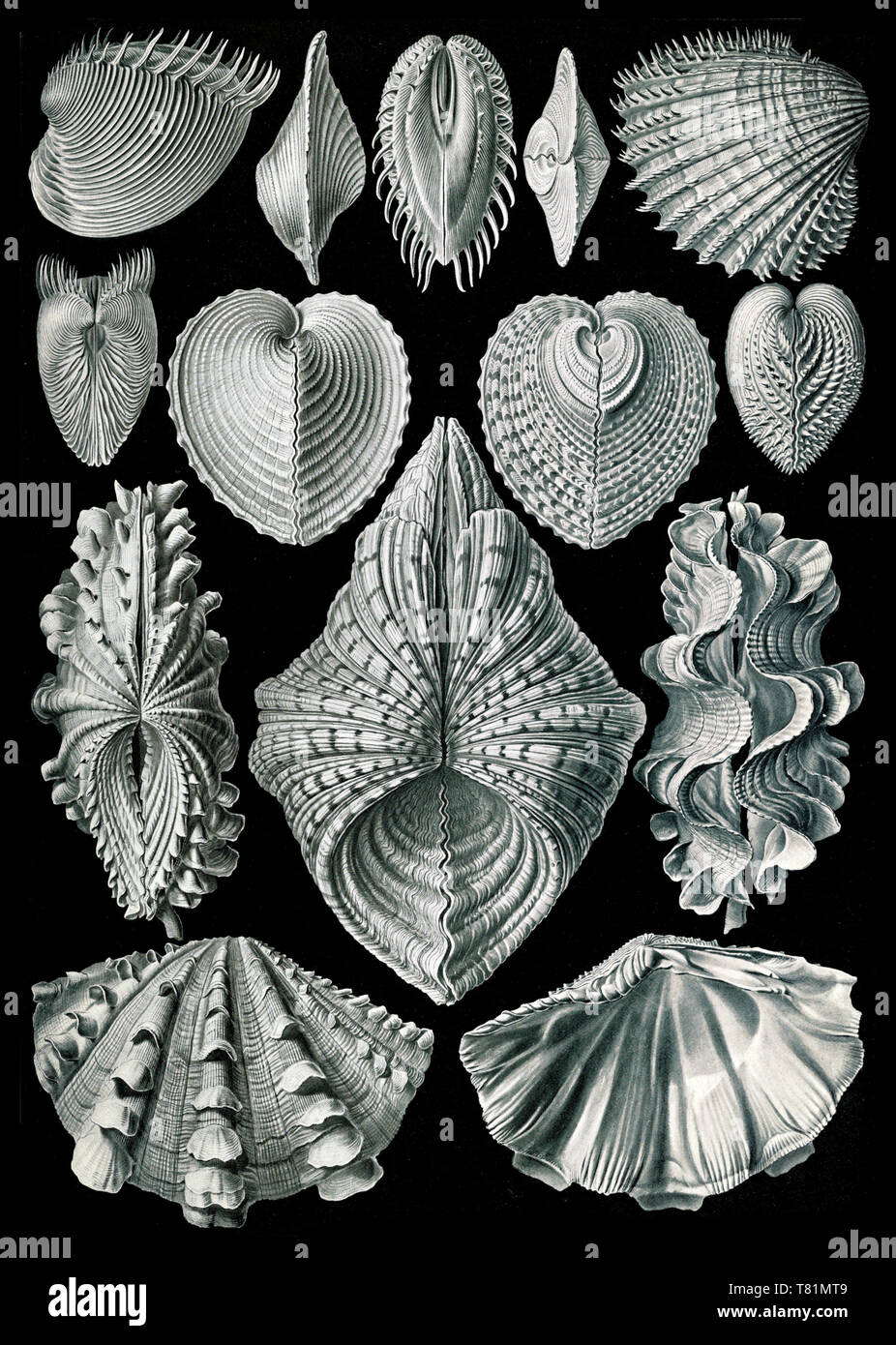 Ernst Haeckel, Bivalvia, Muscheln Stockfoto