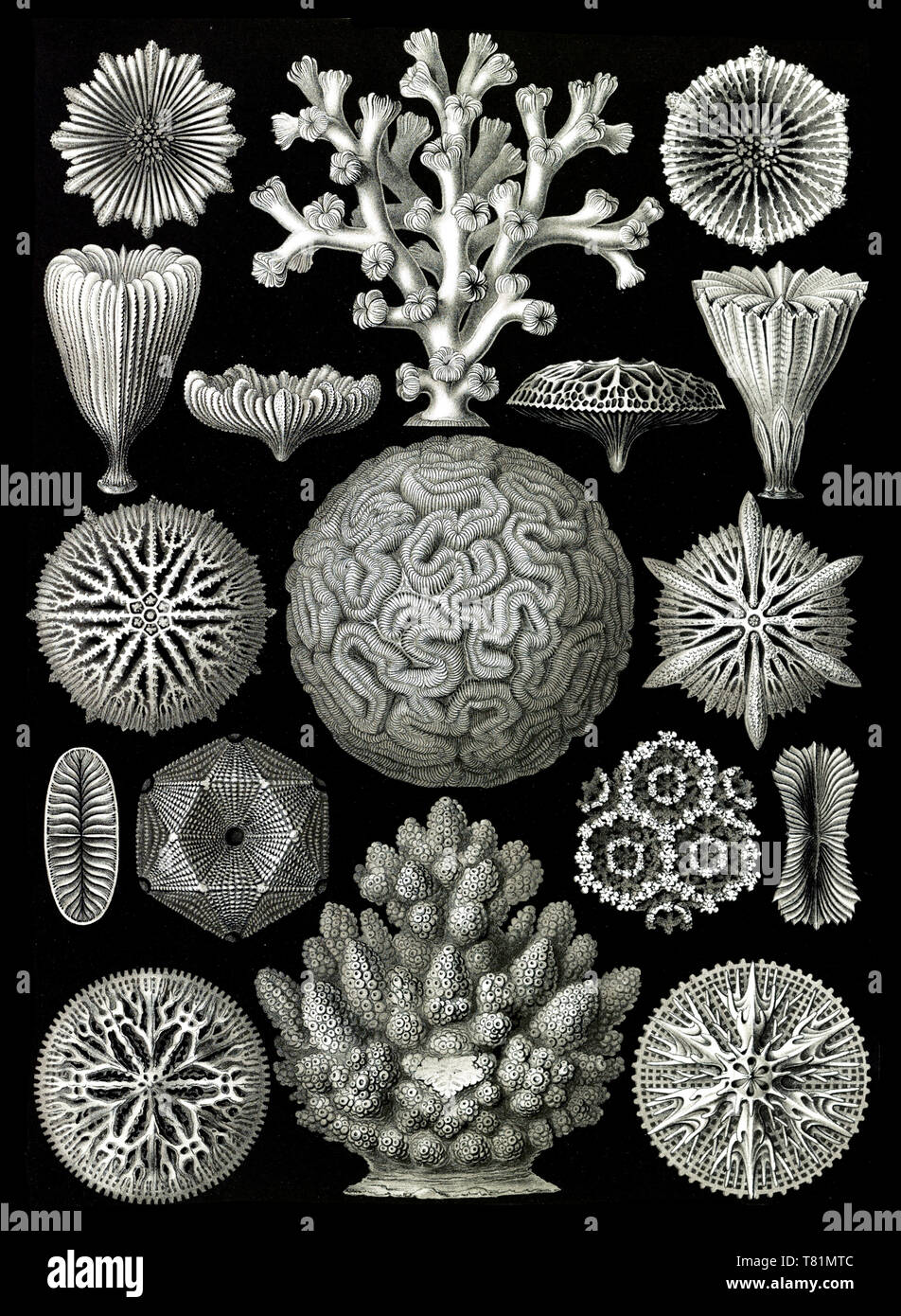 Ernst Haeckel, Hexacorallia, Korallen Stockfoto