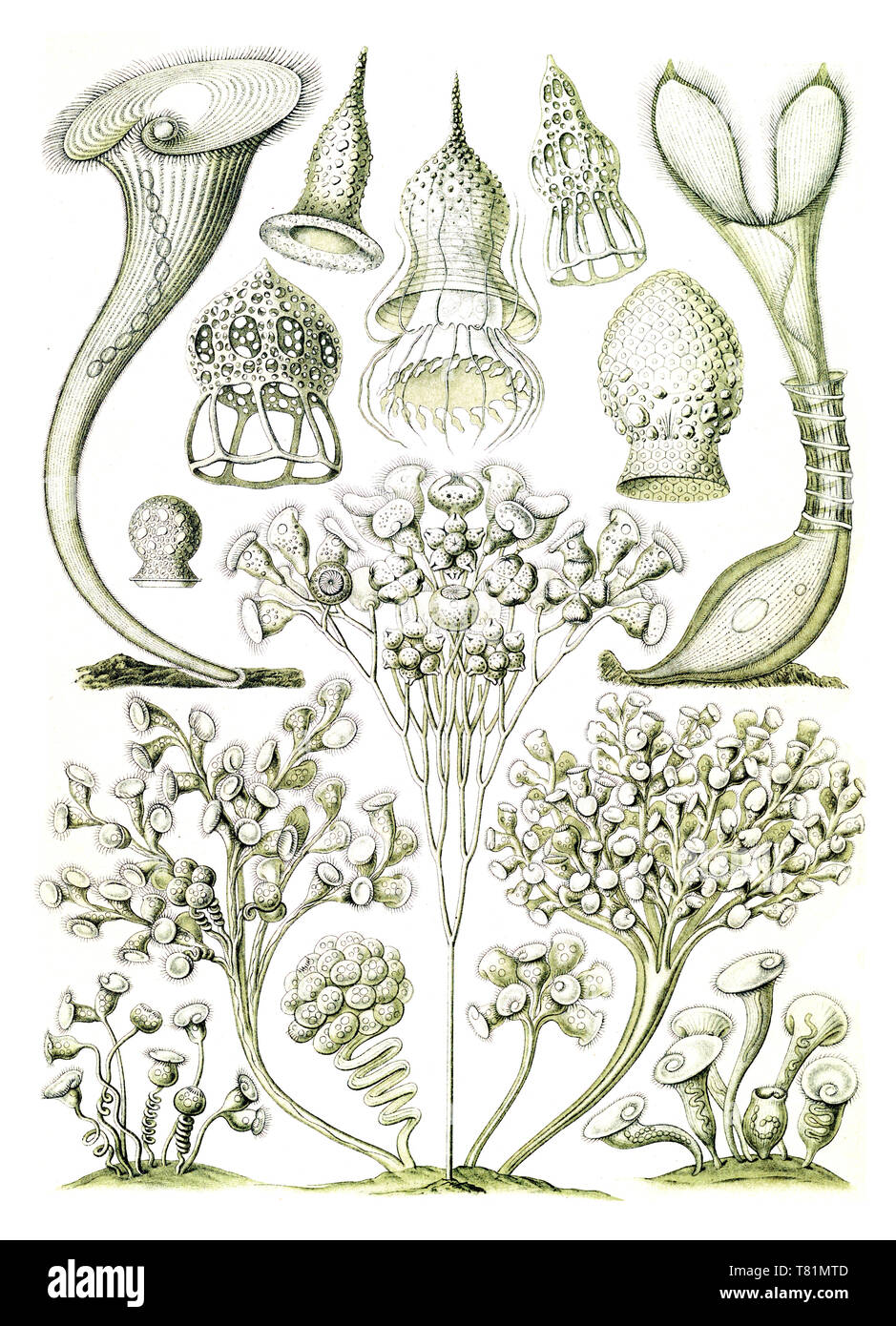 Ernst Haeckel, Wimpertierchen, Protozoen Stockfoto