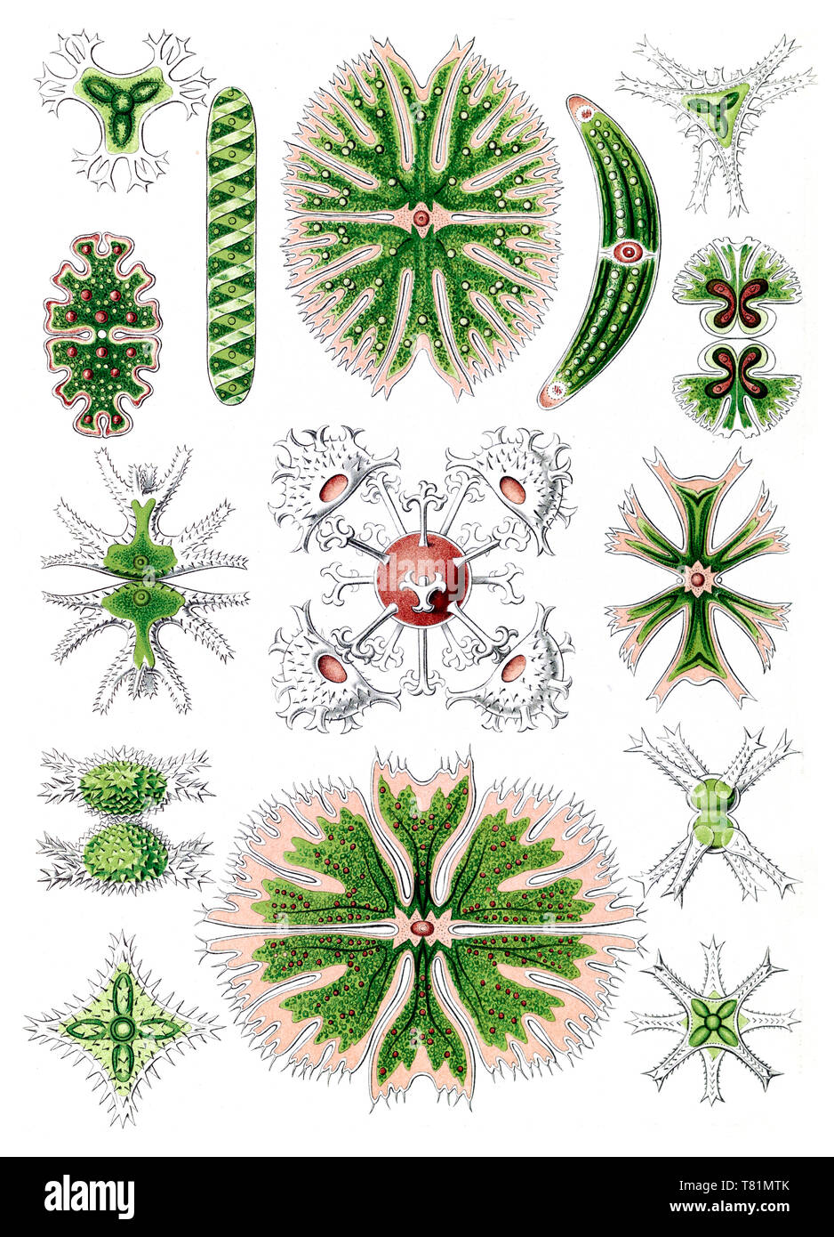Ernst Haeckel, Desmids, grüne Algen Stockfoto