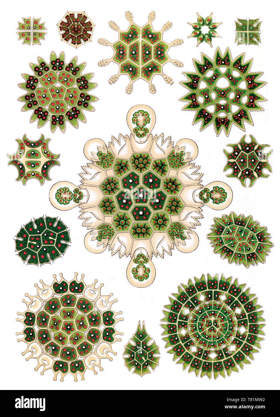 Ernst Haeckel, Pediastrum, grüne Algen Stockfoto
