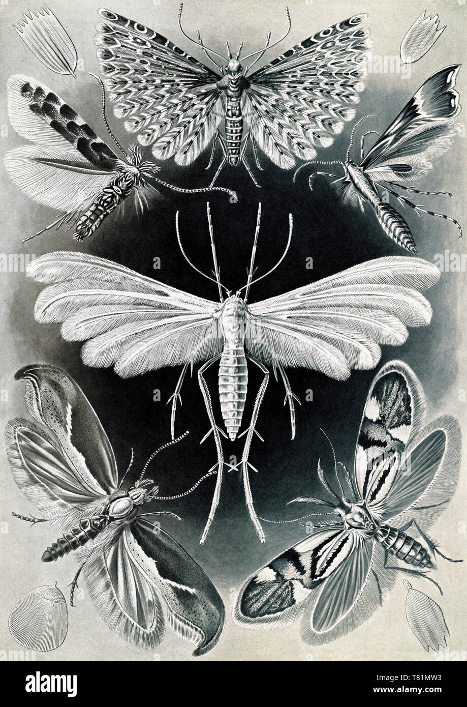 Ernst Haeckel, Motten Tineidae, Pilz Stockfoto