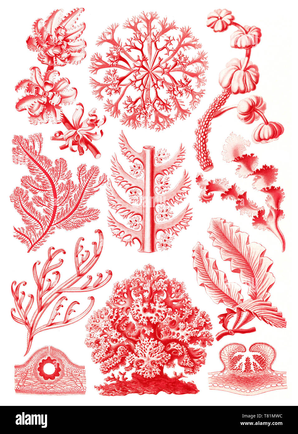 Ernst Haeckel, Florideophyceae, rote Algen Stockfoto