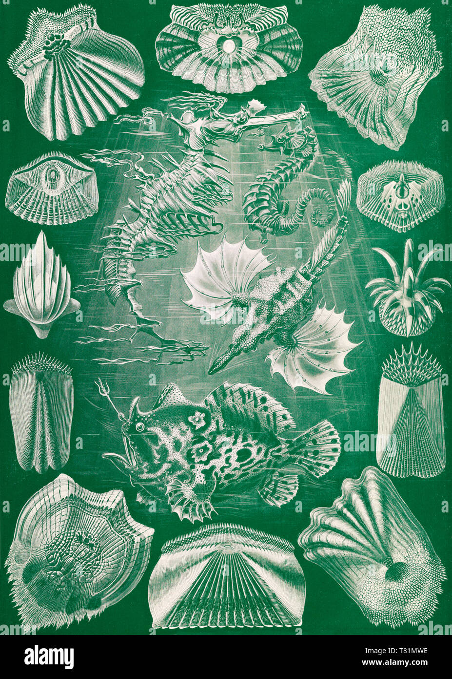 Ernst Haeckel, Teleostei, Ray-Finned Fisch Stockfoto