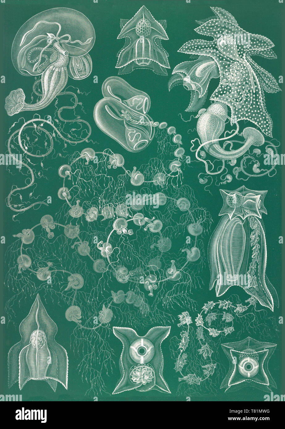 Ernst Haeckel, Siphonophorae, Hydrozoa Stockfoto