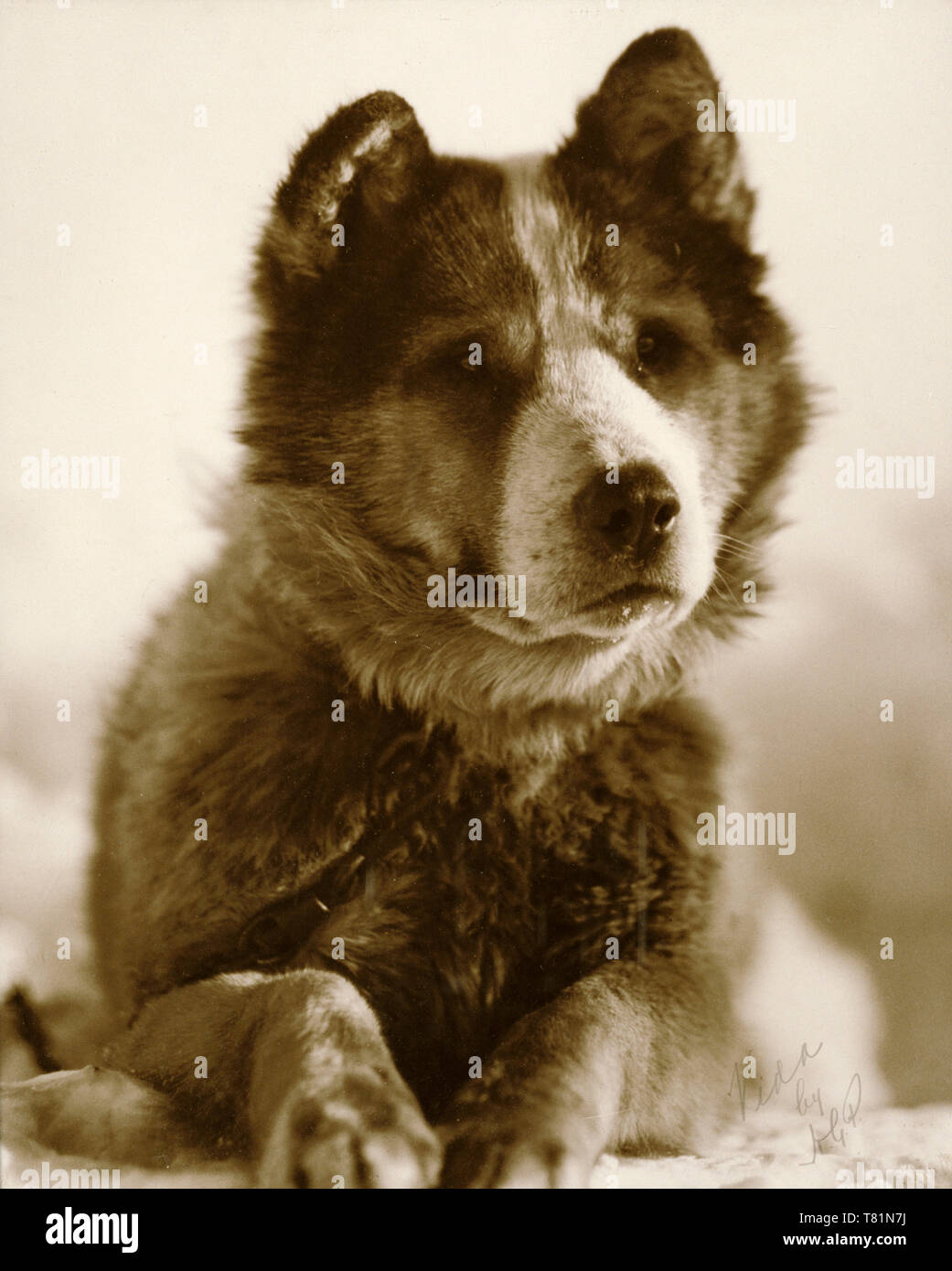 Vida, Scott's Hund, Südpol Expedition Stockfoto