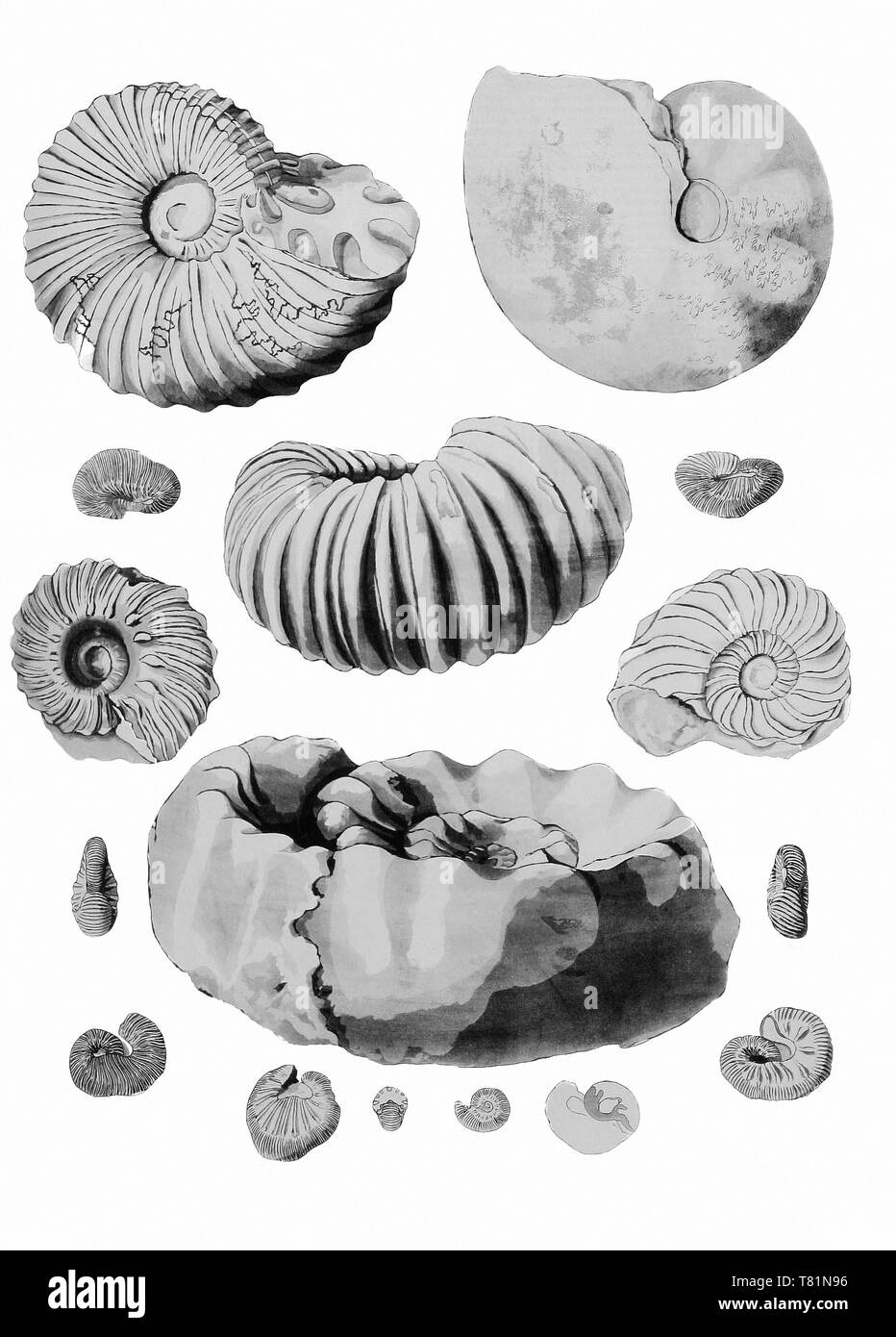 Kreidezeit Ammoniten Stockfoto