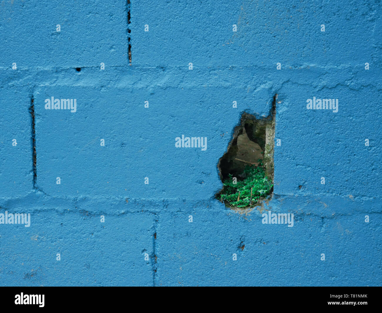 Brick Wall blau lackiert mit Pflanzen in ein Loch in einer Schule in der Nähe der Stadt jardín Kolumbien Hintergrund Stockfoto