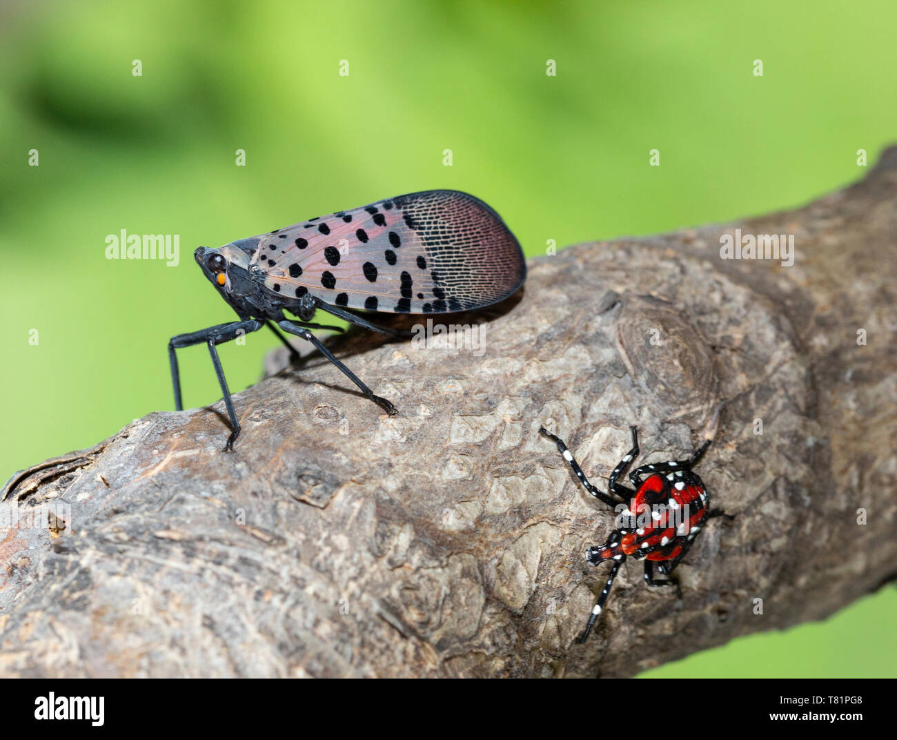 Gefleckte Lanternflies Stockfoto