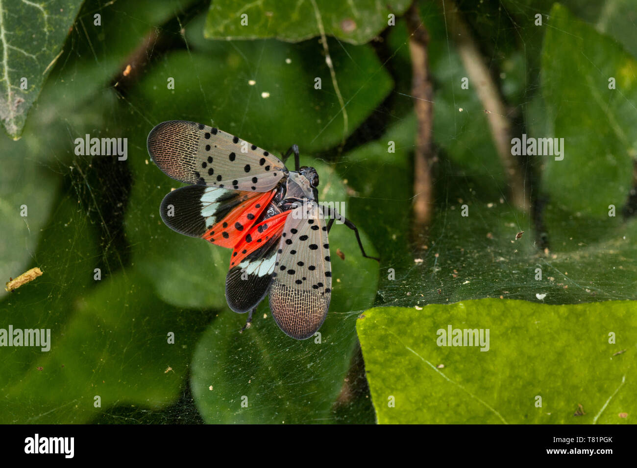 Lanternfly beschmutzt Stockfoto