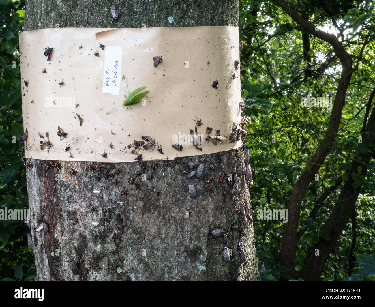 Klebrige Trap mit Lanternflies Stockfoto