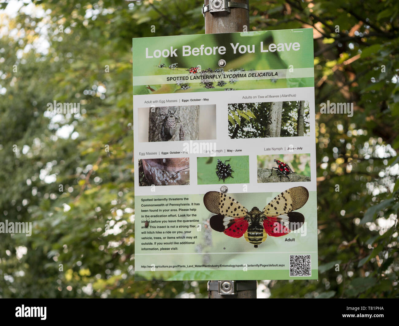 Achten Sie auf beschmutzt Lanternflies Stockfoto