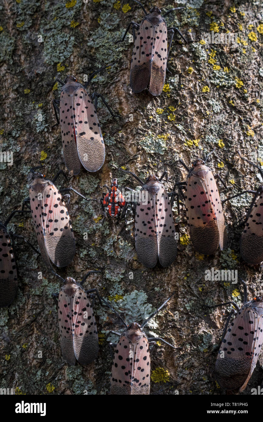 Gefleckte Lanternflies Stockfoto