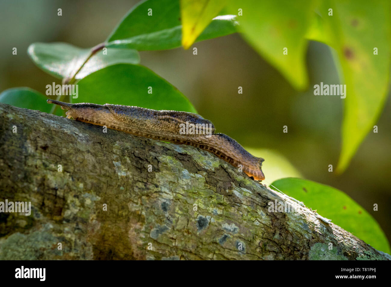 ParmarionÂ Slug Stockfoto