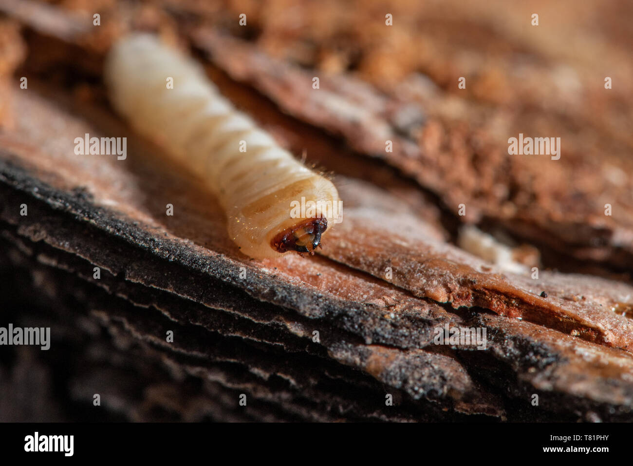 Käfer Larven in Ponderosa Pine Stockfoto