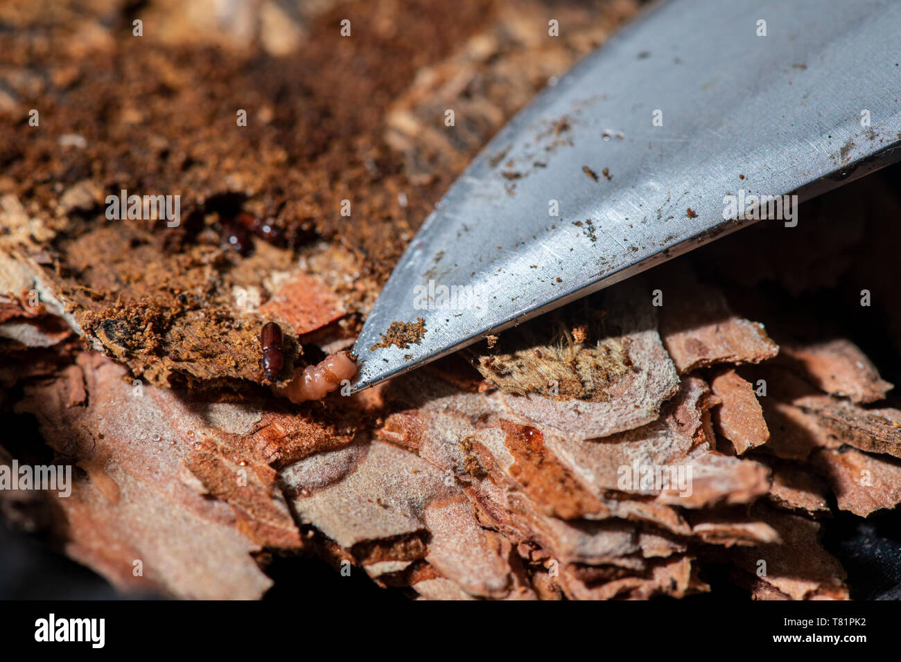 Käfer in Ponderosa Pine Stockfoto