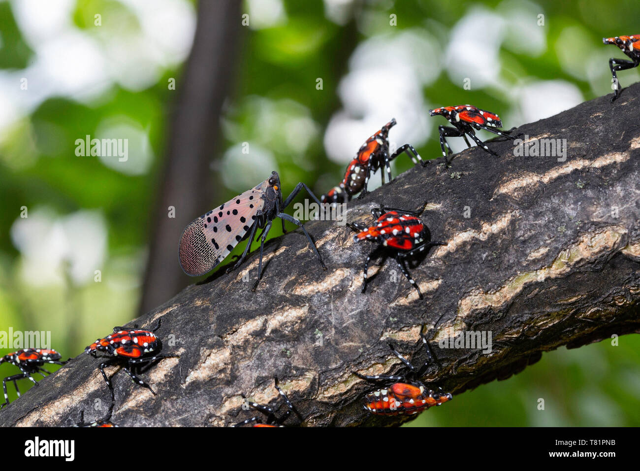 Gefleckte Lanternflies Stockfoto