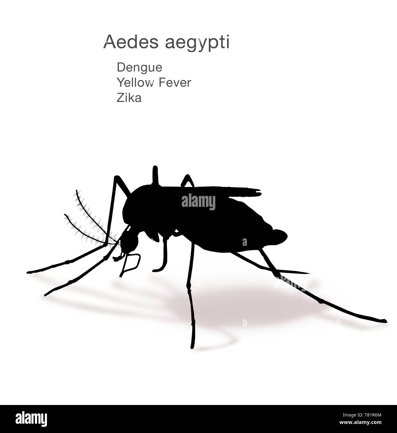 Aedes aegypti, Abbildung Stockfoto