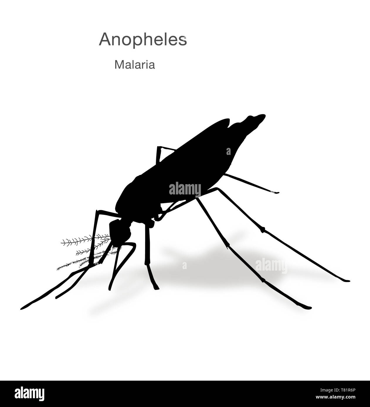 Anopheles-mücke, Abbildung Stockfoto