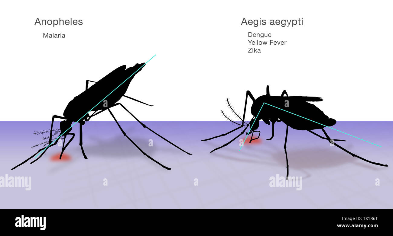 Vergleich von Anopheles, Aedes aegypti Mücken, Abbildung Stockfoto