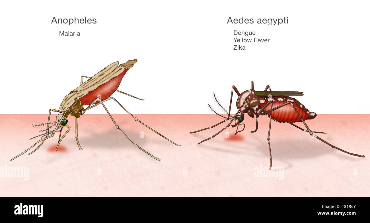 Vergleich von Anopheles, Aedes aegypti Mücken, Abbildung Stockfoto