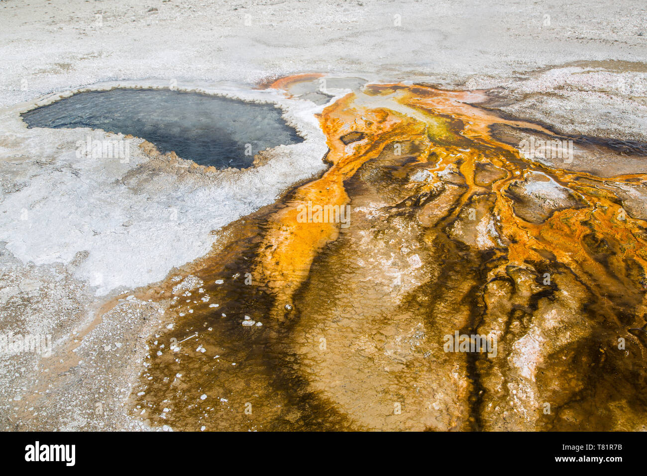 Ohr Frühling, Yellowstone, 2016 Stockfoto