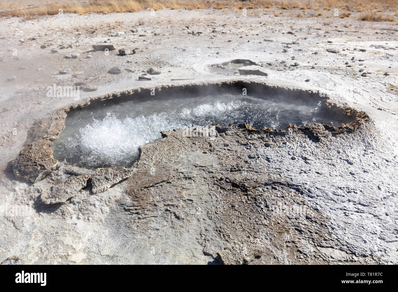 Ohr Frühling, Yellowstone, 2018 Stockfoto