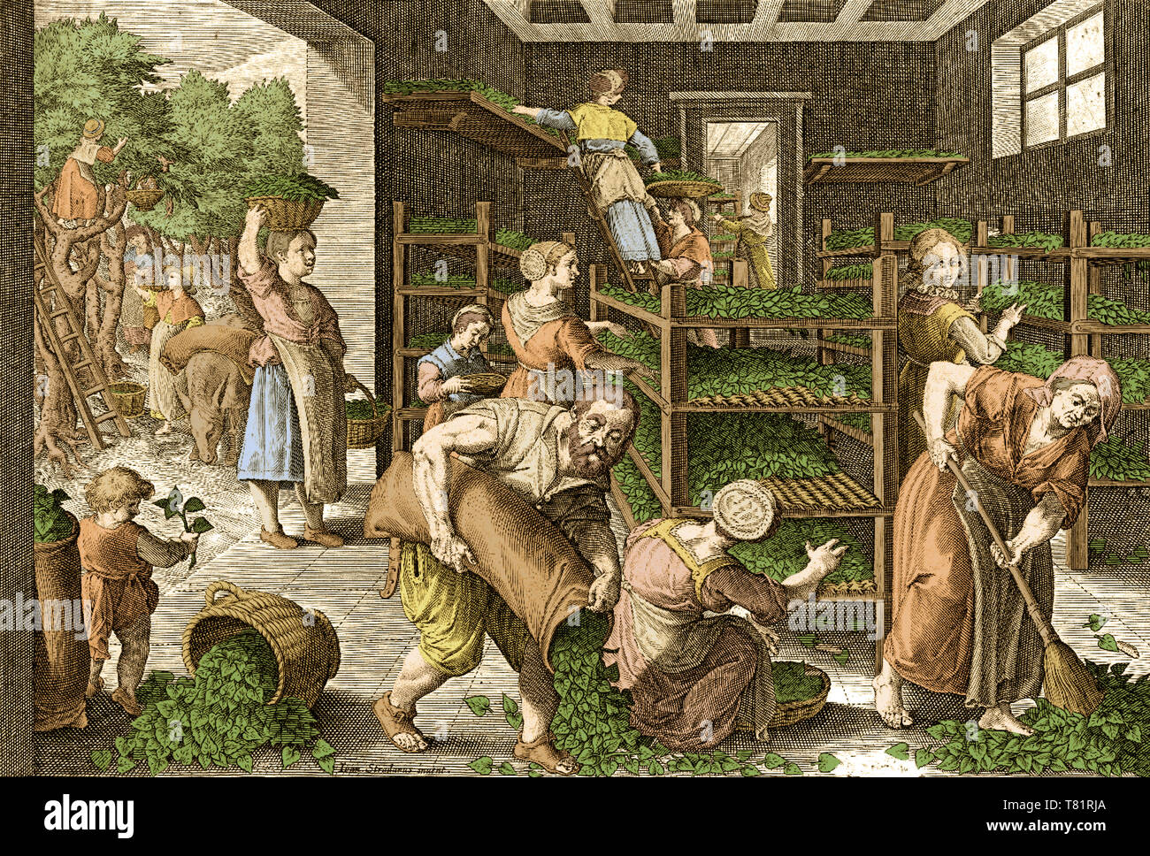 Sammeln von Maulbeerblättern, Seide in Europa, 16. Jahrhundert Stockfoto