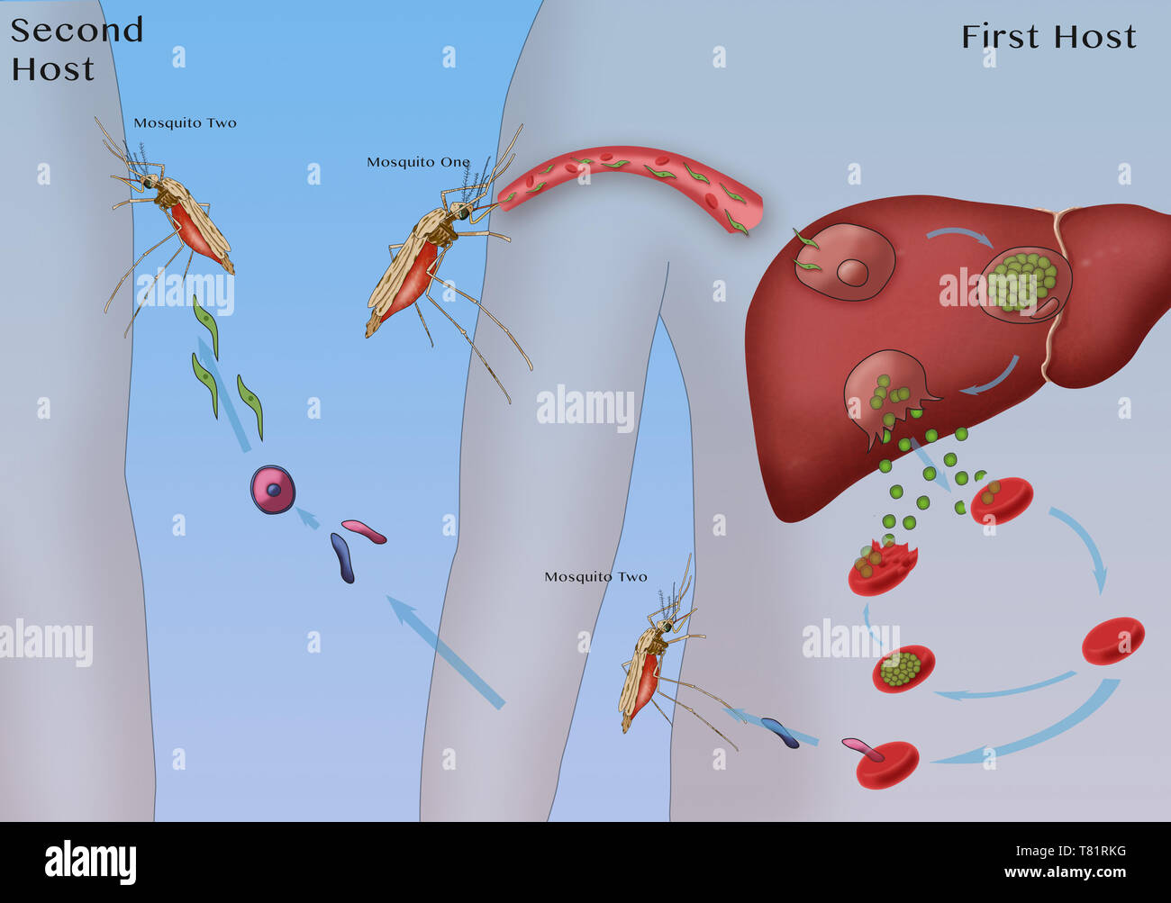 Malaria Zyklus, Mücken und Leber, Abbildung Stockfoto