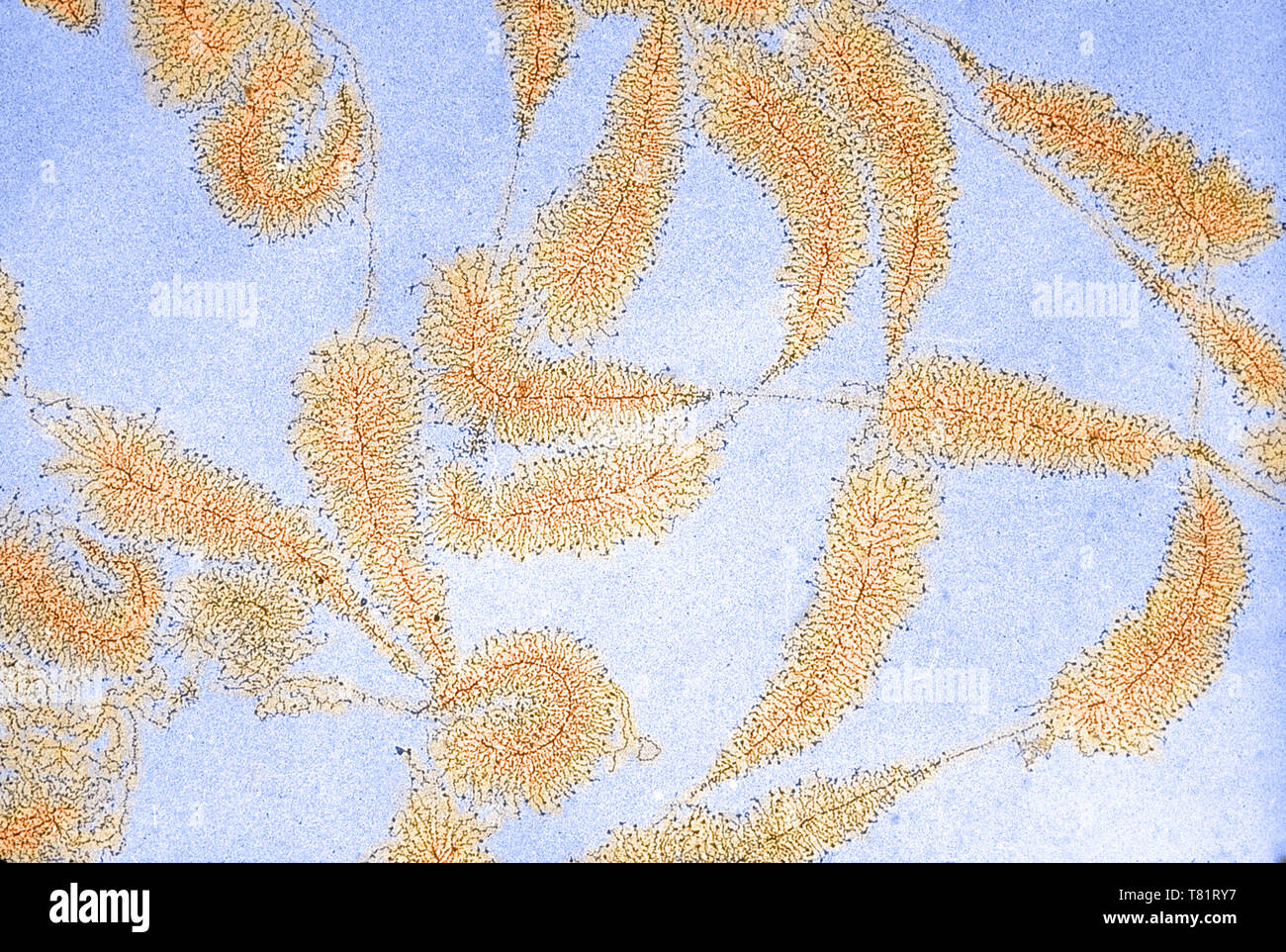 DNA aus Amphibien Ei Stockfoto