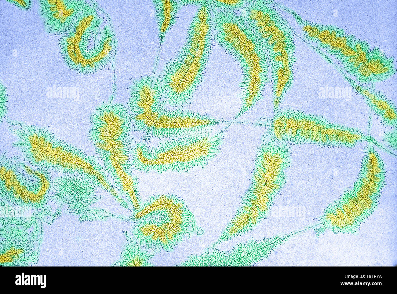 DNA aus Amphibien Ei Stockfoto