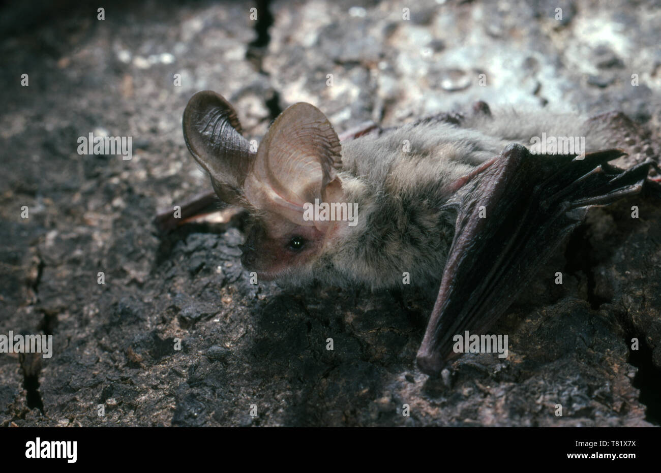 Weniger Langohr (Nyctophilus geoffroyi) an der Wand. Stockfoto