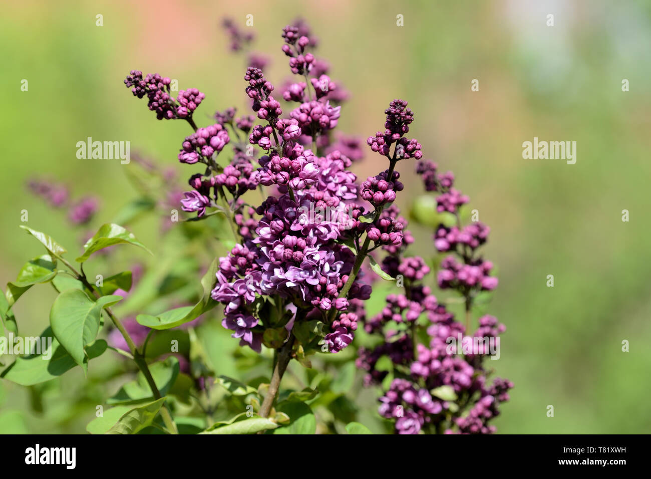 Schönen lila beginnt im Garten an einem sonnigen Frühlingstag zu blühen Stockfoto