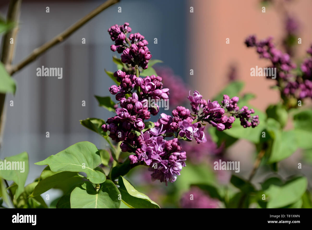 Schönen lila beginnt im Garten an einem sonnigen Frühlingstag zu blühen Stockfoto