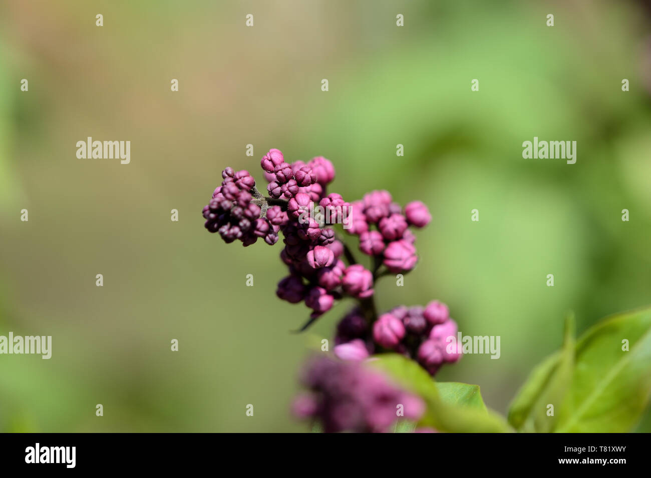 Schönen lila beginnt im Garten an einem sonnigen Frühlingstag zu blühen Stockfoto