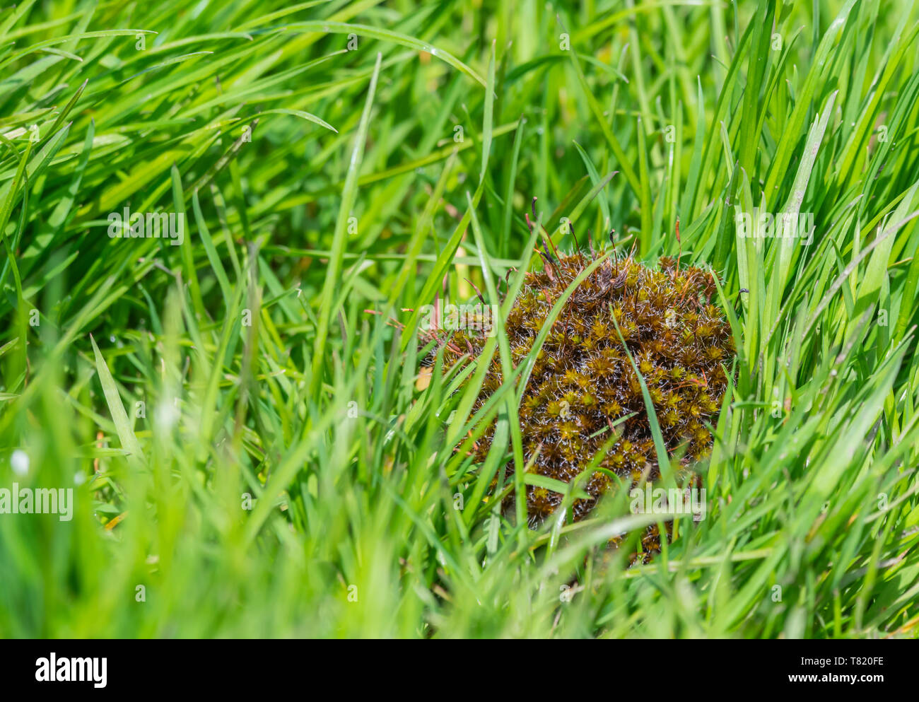 Großes Moos Kugel Verlegung im Gras auf den Boden im Frühjahr. Stockfoto