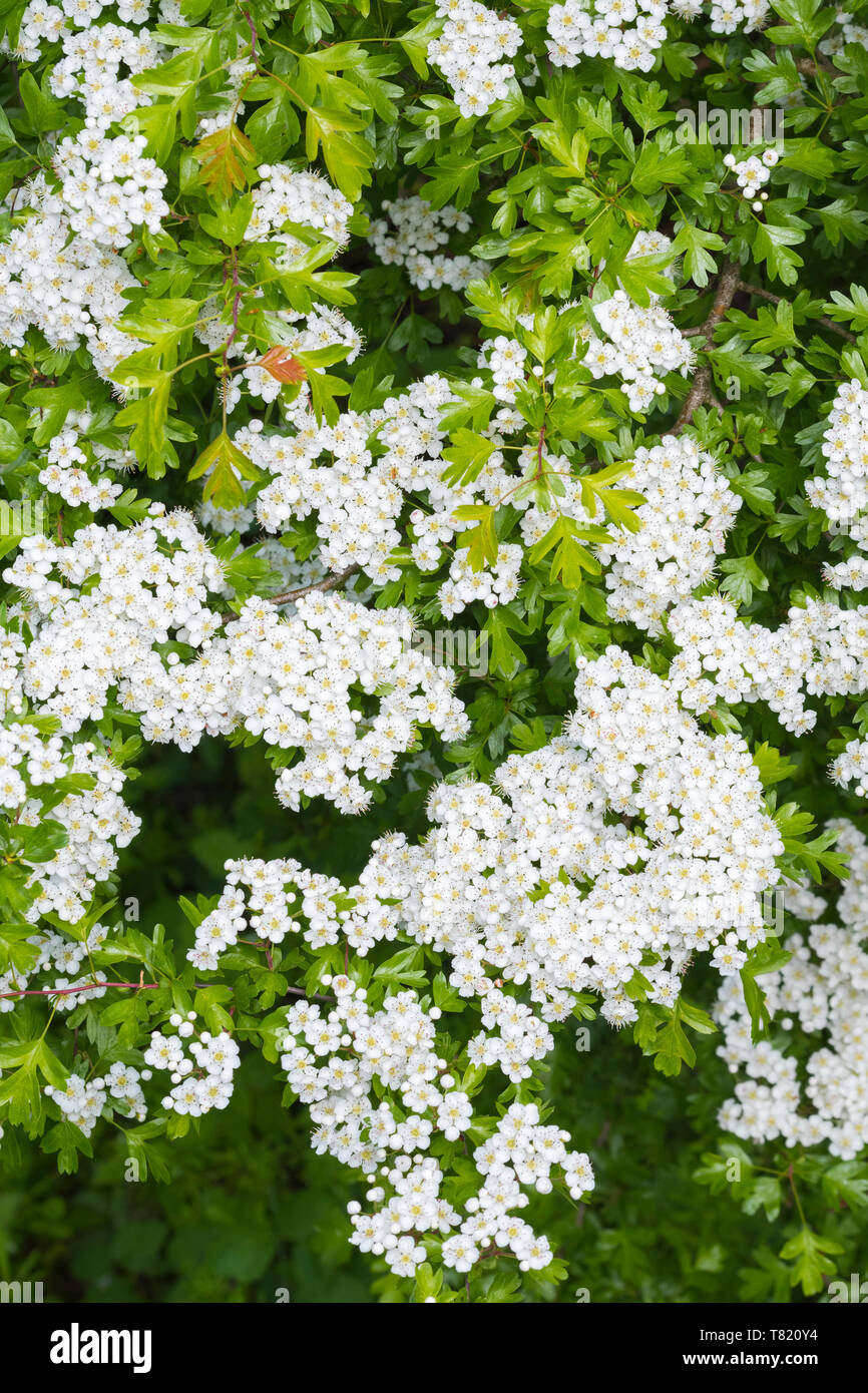 Common Hawthorn Tree (Rosa moschata), aka Quickthorn, Thornapple, Mai - Baum, Weißdorn, Hawberry im Frühjahr (Mai) in West Sussex, UK. Stockfoto