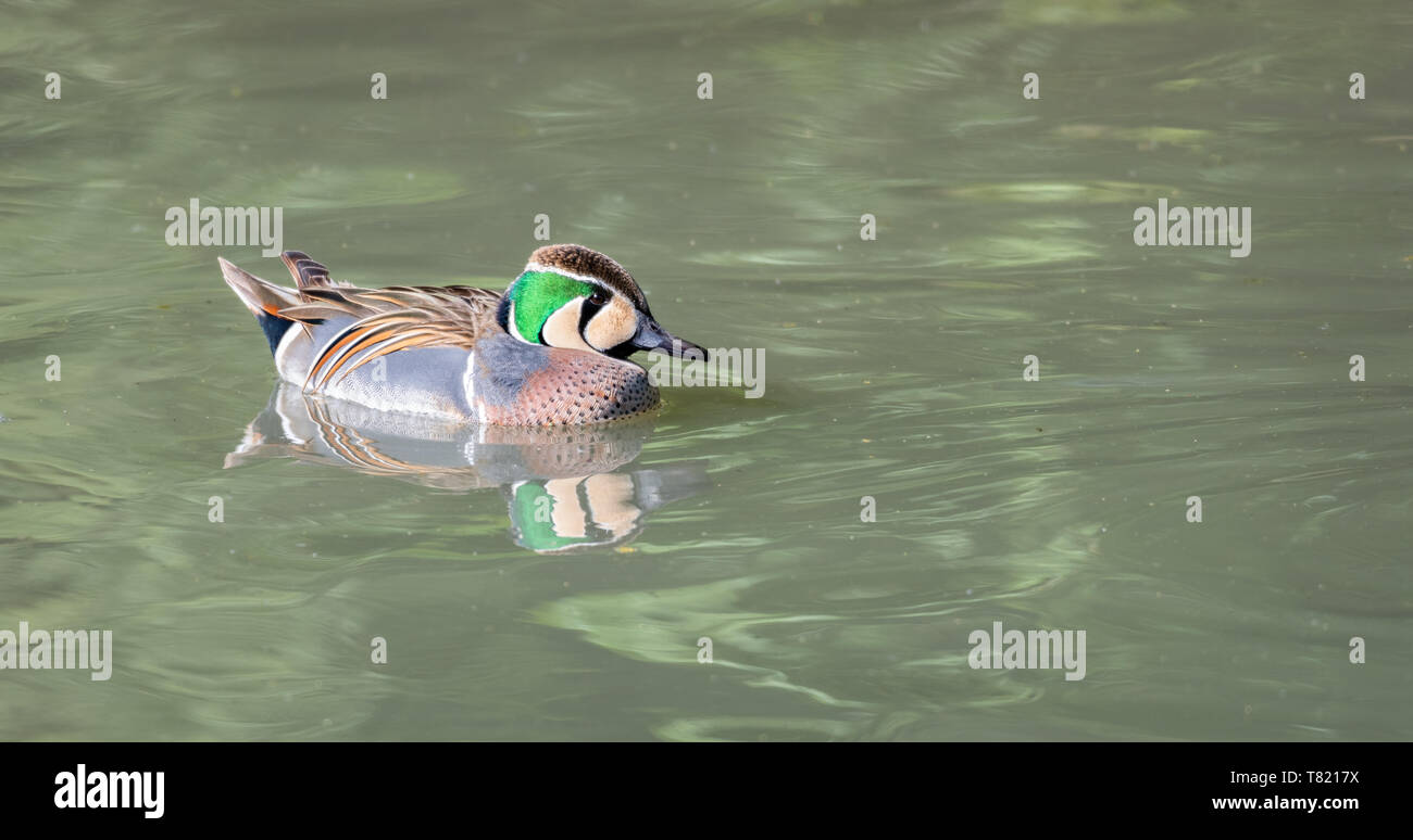 Baikal-Ente Stockfoto